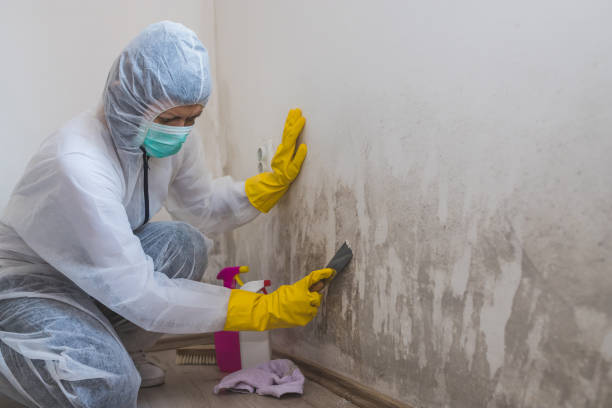 Certified Mold Removal in Miller Place, NY