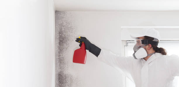 Best Commercial Mold Removal  in Miller Place, NY