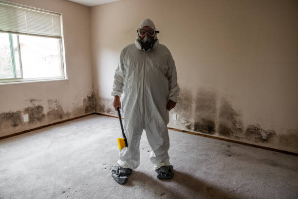 Mold Removal Process in Miller Place, NY