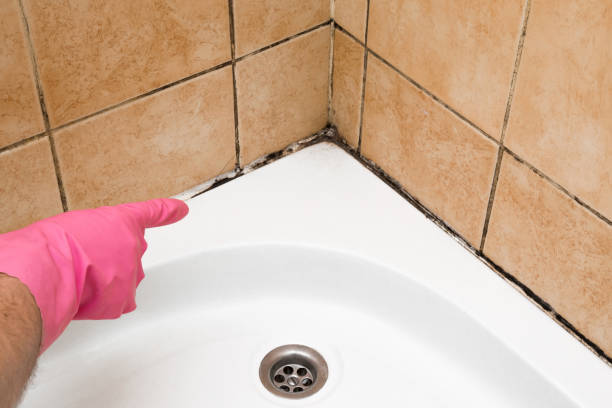 Best Residential Mold Removal  in Miller Place, NY
