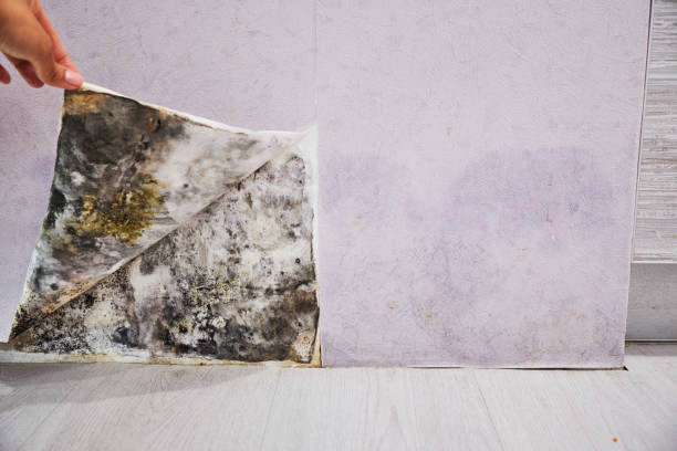 Best Mold Removal Process  in Miller Place, NY